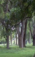 Several tourists and locals have said they have captured Ghostly images on their excursions through New Orleans City Park. It is like a bit of the swamp in the heart of the city.